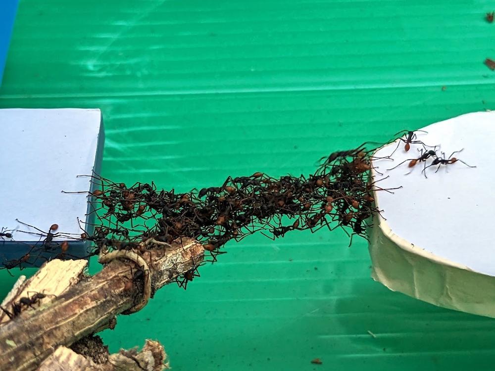 Biologist Isabella Muratore is studying how the ants optimize their bridge building to find the most efficient paths around obstacles.