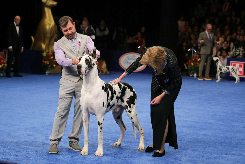 The Working Group winner was Carson the Great Dane.