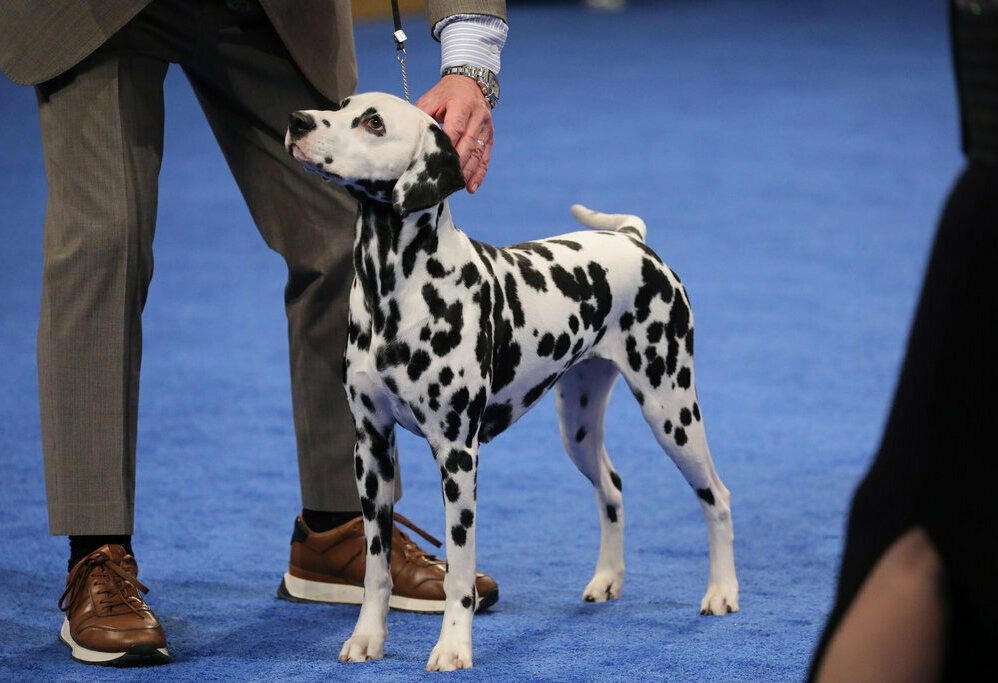 The 2023 National Dog Show Non-Sporting Group Winner is a Dalmation named Pumpkin.