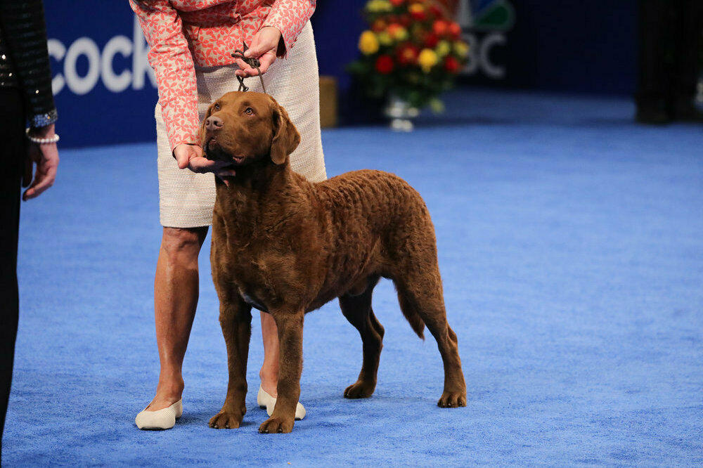 The National Dog Show Sporting Group Winner, a Chesapeake Bay retriever named Madison.