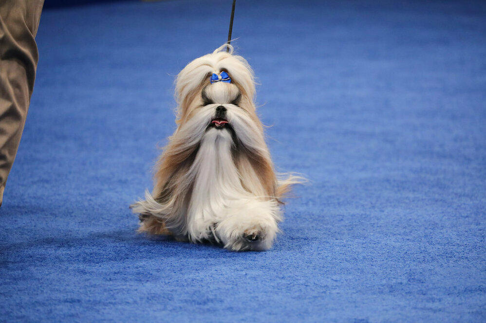 And the 2023 National Dog Show's Toy Group Winner was  Comet the Shih Tzu.