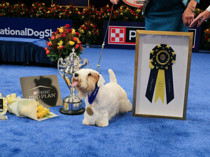 The 2023 National Dog Show Best in Show winner is a Sealyham terrier named Stache. Ahead of this win, Stache was the No. 2-ranked Terrier and No. 12-ranked All-Breed show dog in America. He has won 49 Best in Show prizes.