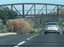 A tumbleweed roughly the size of a car was captured on video this week and posted on X, where commenters compared it to a giant hairball, belly lint gone wild, and the critters from a 1986 sci-fi horror movie.
