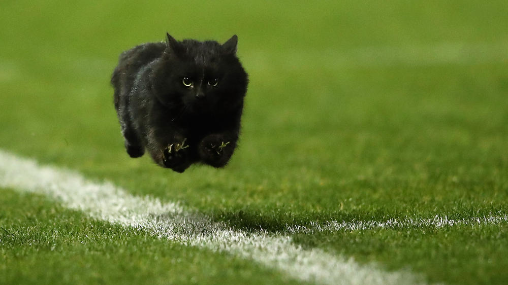 A black cat enters the field during a rugby match in Sydney. We think they'd be a good contender in the Cat'lympics.