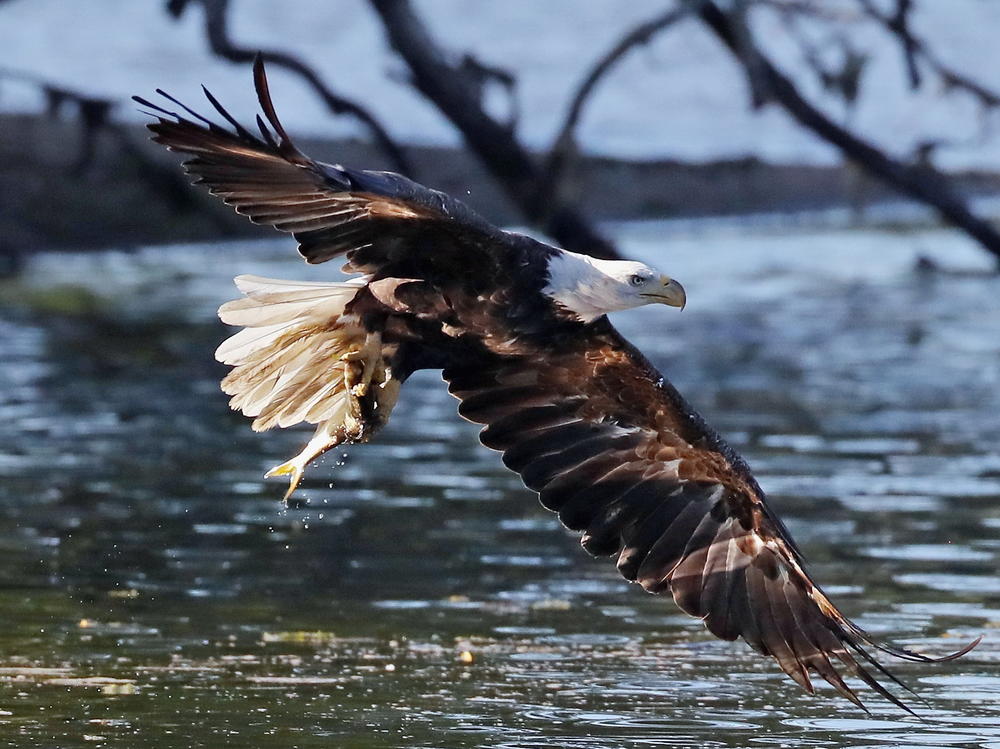 An American bald eagle flies over Mill Pond while carrying a newly caught fish on July 21, 2018 in Centerport, New York.