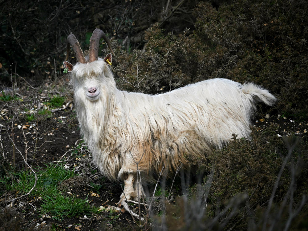 A goat that provides cashmere fibers grazes on foliage.