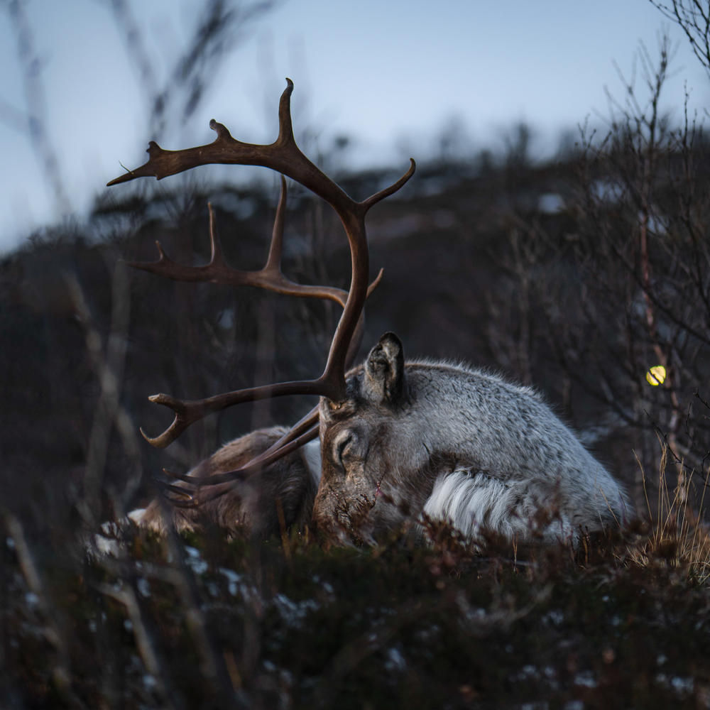 Sleeping as they ruminate allows reindeer to spend a lot of time foraging in summertime.