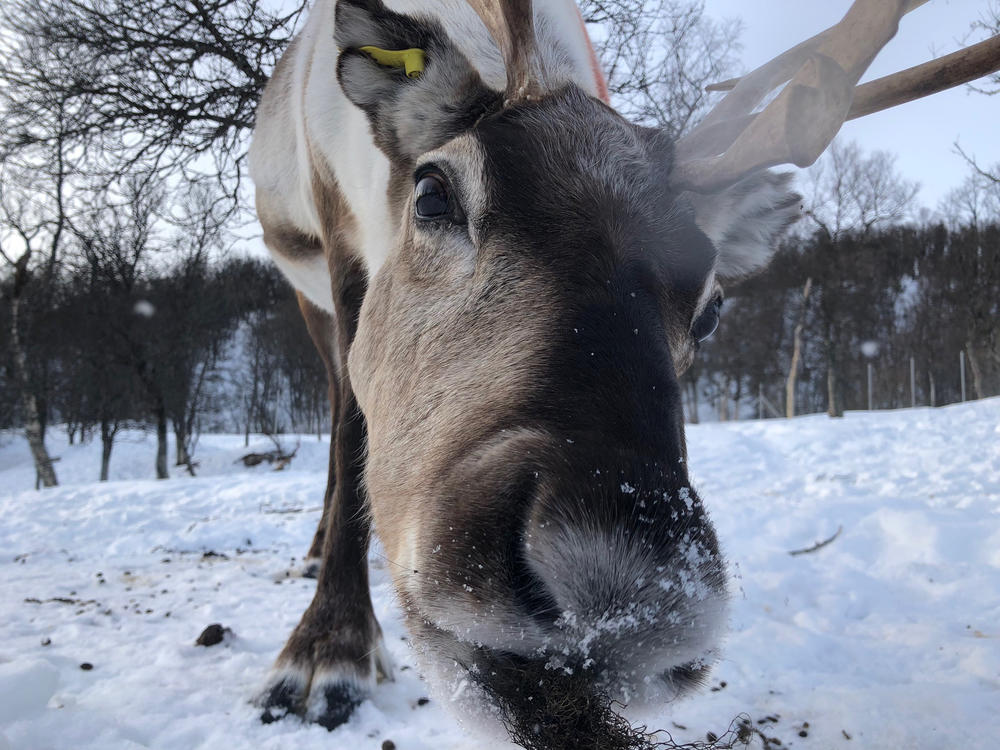 Scientists measured the brainwaves of cud-chewing reindeer, and found that they are similar to those of deep sleep.