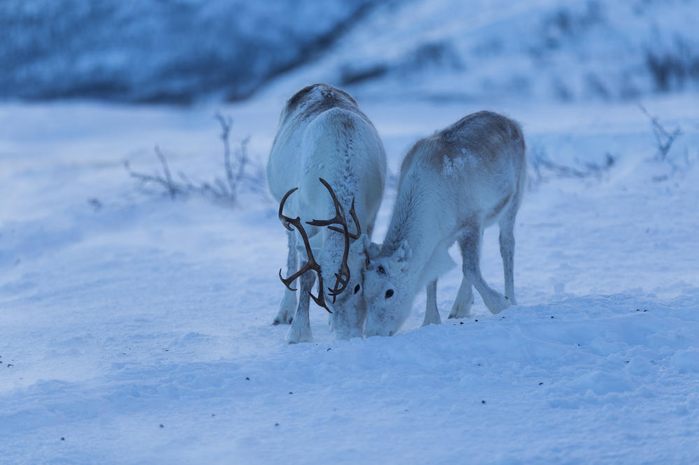 Reindeer have adapted to their unique habitat, which gets extremes of light and darkness.
