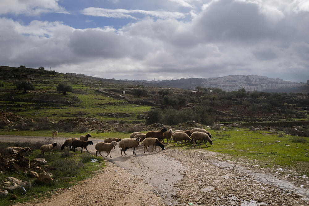 A flock of sheep where Sakher Abu Dahouk and his wife Fatima Abu Dahouk live in the occupied West Bank, in the shadow of an Israeli settlement.