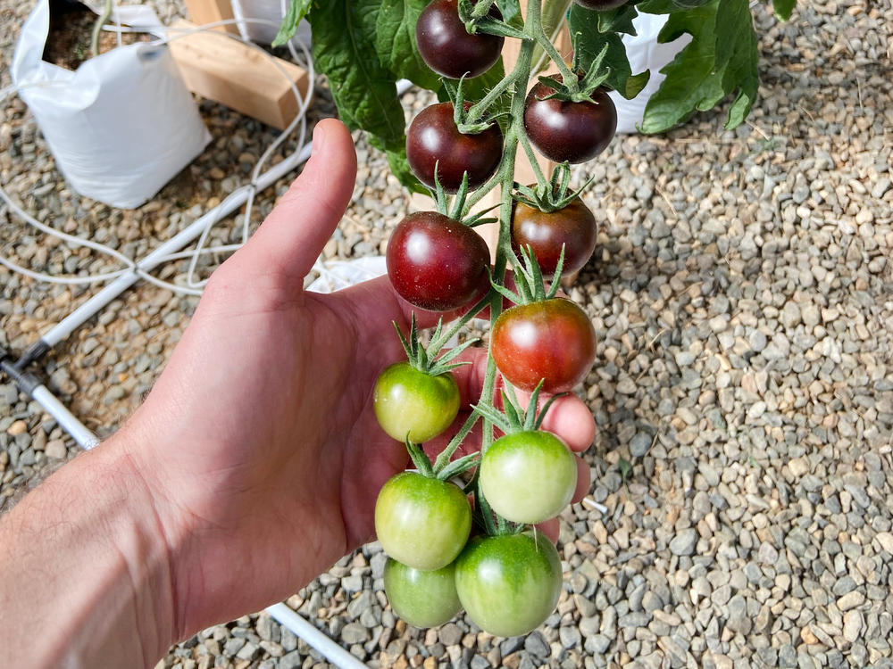 Purple Tomatoes ripening in the Norfolk Plant Sciences test garden.