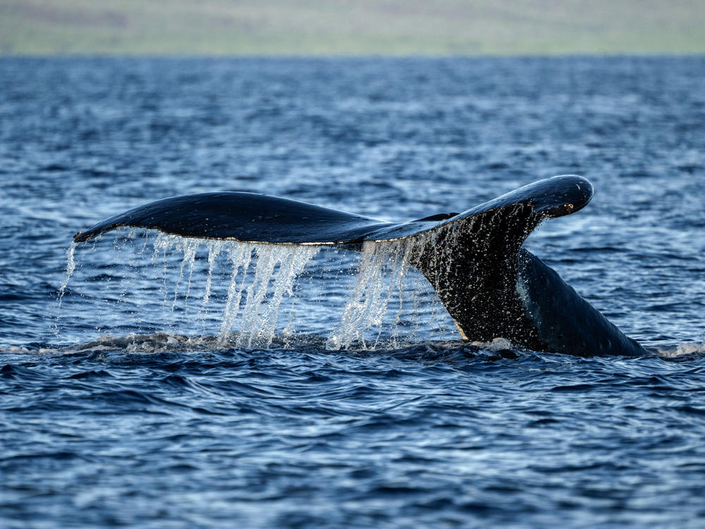 A humpback whale's tail emerges from the water during one of the Ultimate Whale Watch tours off the coast of Maui.