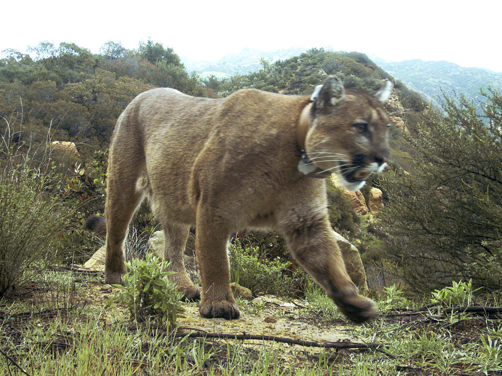 This 2019 photo provided by the National Park Service, shows a mountain lion known as P-47 in the Santa Monica Mountains National Recreation Area west of Los Angeles. A cougar attacked five cyclists in Washington state over the weekend.