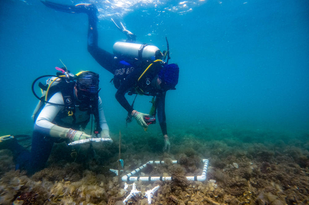 The corals developed at AIMS are being tested in the ocean, placed by divers on the central Great Barrier Reef as part of a large field trial.