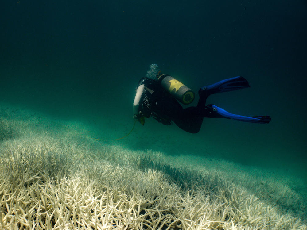 During coral bleaching the algae that live inside coral, providing them with food and their bright colors, are expelled from the coral, leaving them without their major food source.