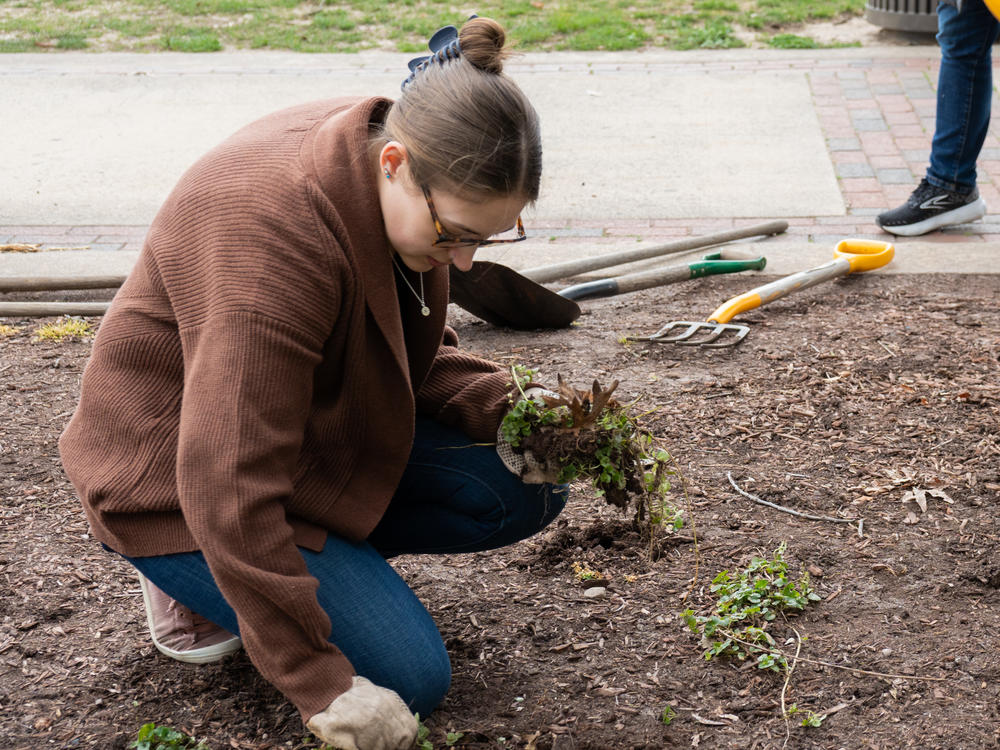 Public Health student Hanna Stutzman helps establish new native plantings at The College of New Jersey.