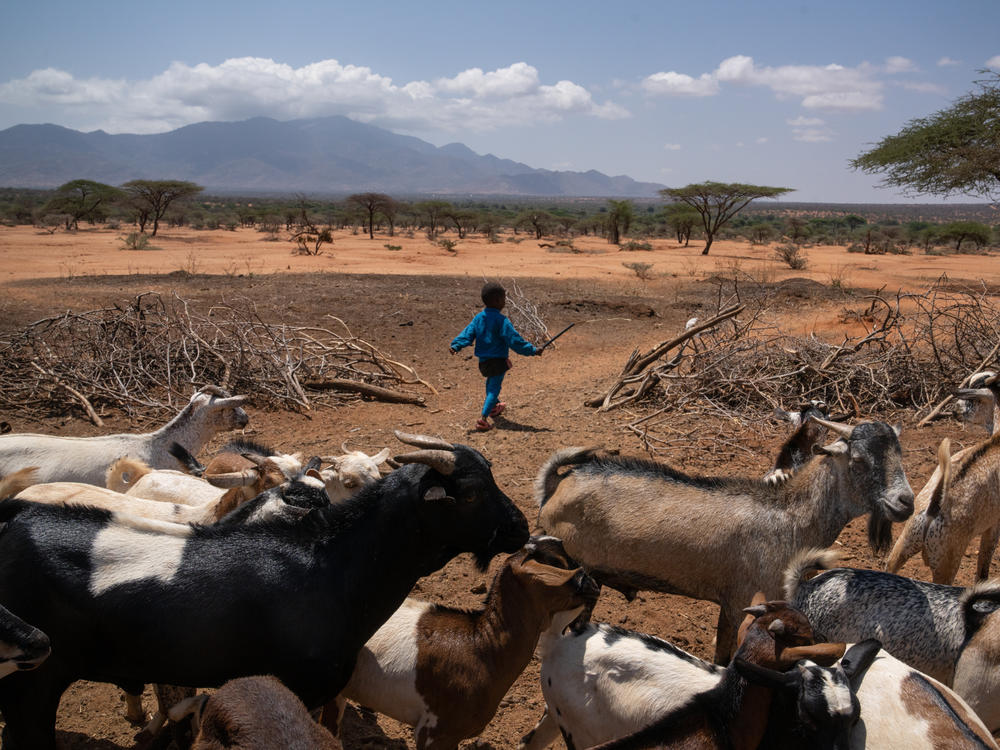 Solomon Lengees, the 6-year-old grandson of Samburu elder Francis Lengees, helps lead the family's goats out of their pen.