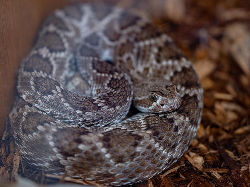 A Mojave rattlesnake under the care of the Phoenix Herpetological Society at the Florence Ely Nelson Desert Park in Scottsdale, Arizona.
