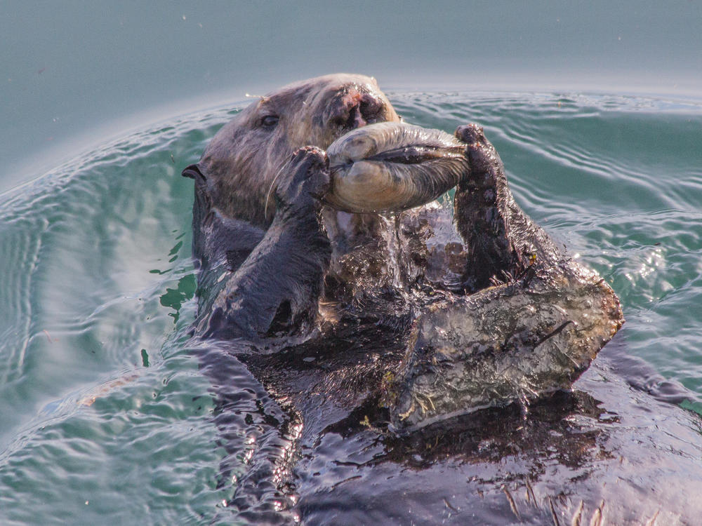 A female sea otter floats in Monterey Bay, off the coast of California, with an anvil-like rock on her belly that she will use to help open the clam that she holds in her forepaws.