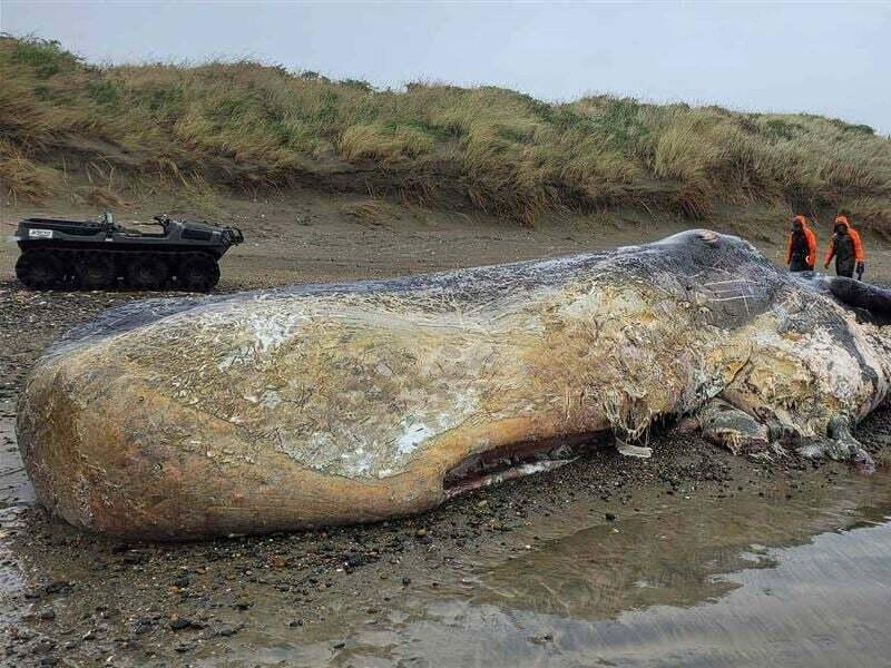 New Zealand Department of Conservation staff assess the remains of a deceased sperm whale.