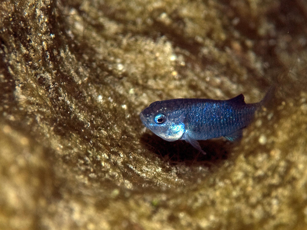 The tiny Devils Hole pupfish has managed to adapt to very extreme conditions, and the critically endangered species is rebounding.
