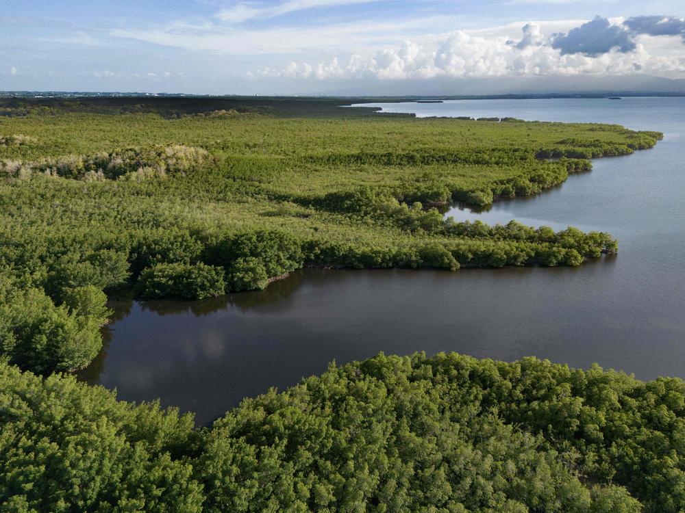 While mangroves are used to surviving in harsh conditions, the new report finds climate change threatens these ecosystems.