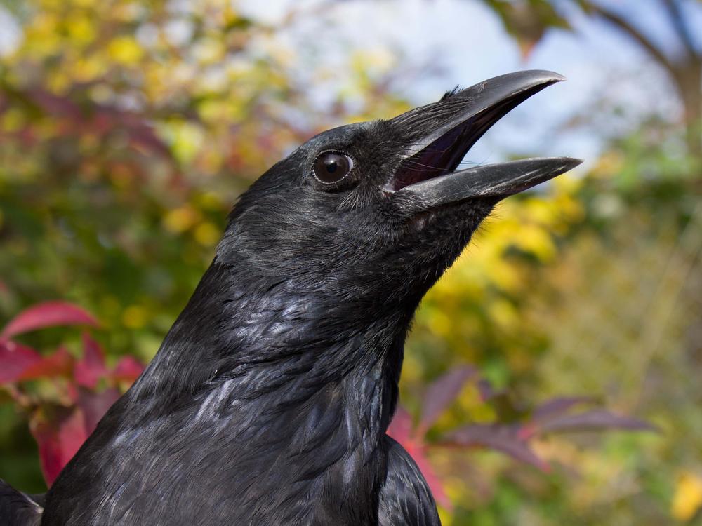 Crows can be trained to count out loud much in the way that human toddlers do, a new study finds.