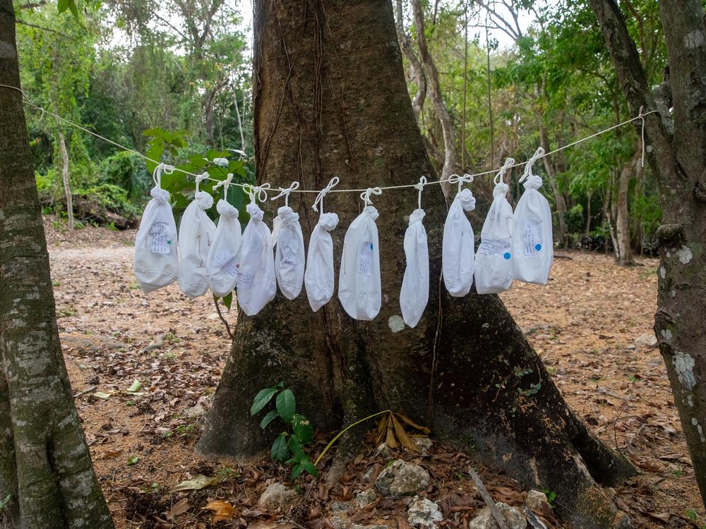 After being captured in nets and studied, each bat is placed in an individual bag. Here, eleven bats await their release once the sun has set.