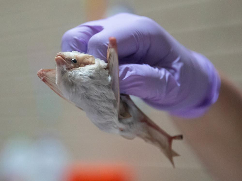 This northern ghost bat (<em>Diclidurus albus</em>) was a special, rare find for the bat scientists gathered in Belize. “It was magical,” says evolutionary biologist Jasmin Camacho.<br><br>