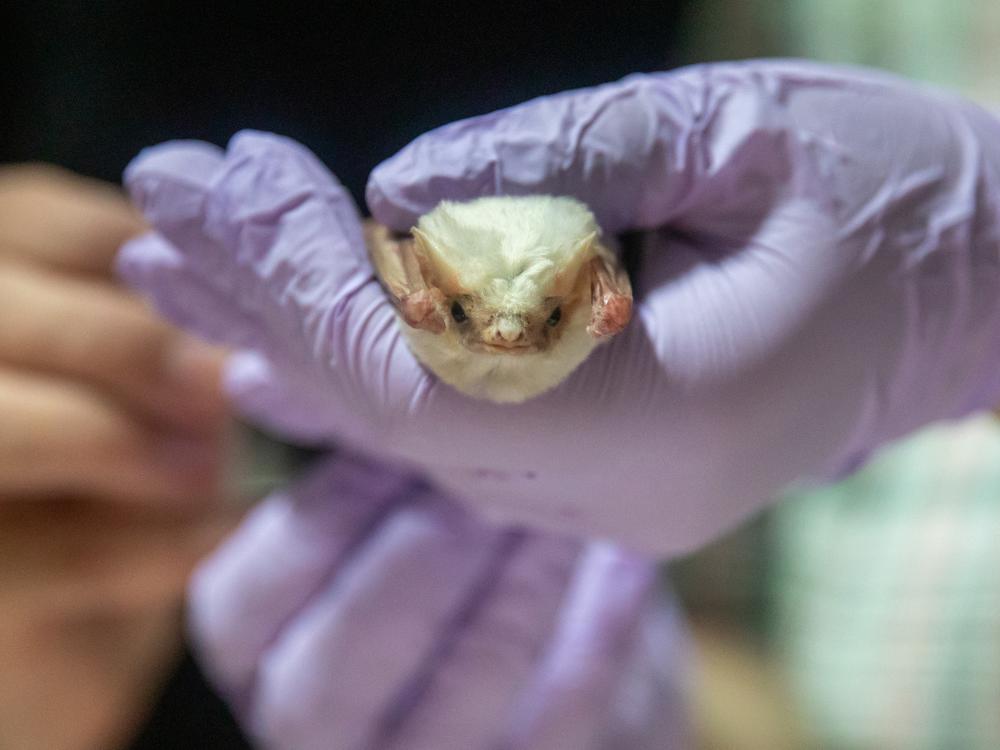 The bats that are caught during the Bat-a-thon are measured and sampled. Then, depending on the species, they’re routed to different scientists working on a variety of projects.