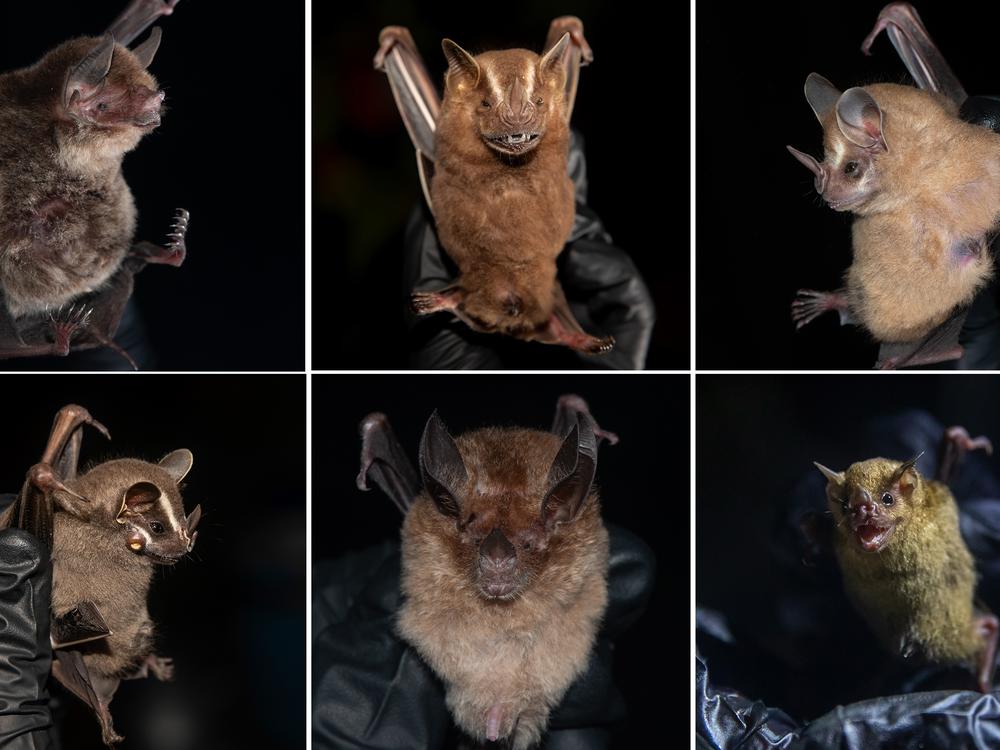 The neotropics are a gold mine for studying bat diversity. These bats represent a few of the approximately 75 species that can be found in Belize.