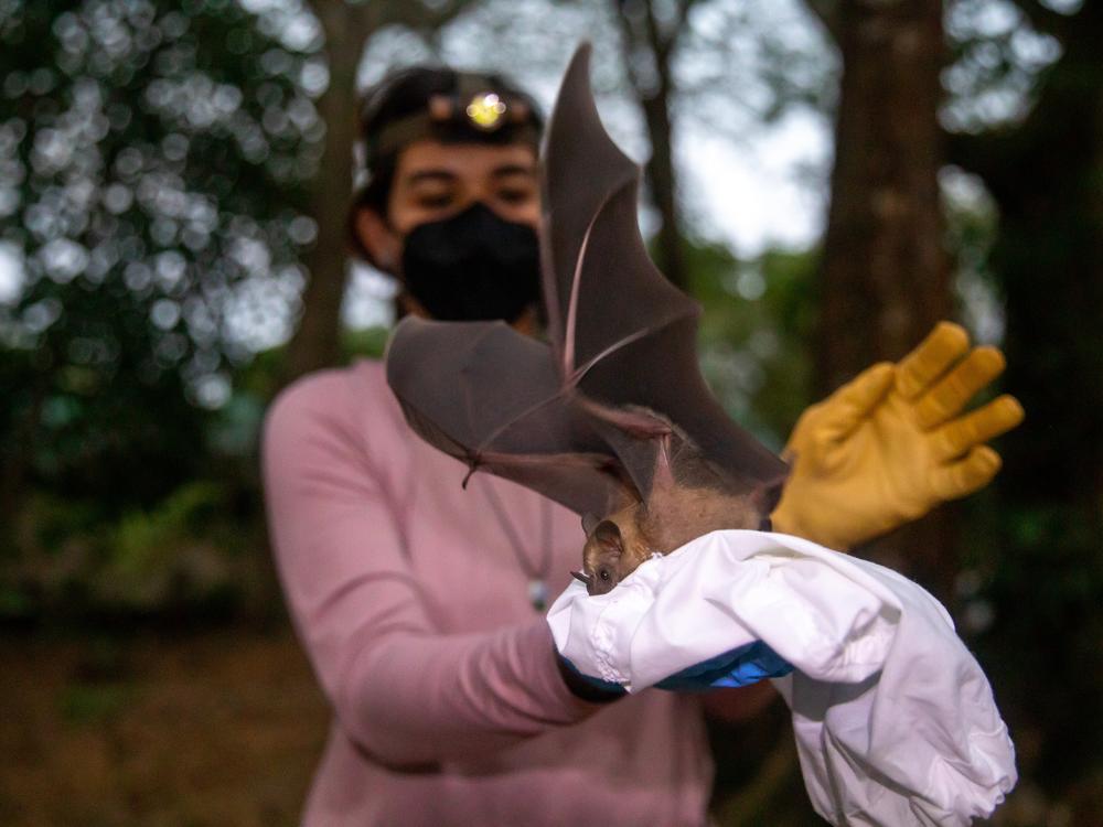 Gliselle Marin, a Belizean bat scientist, releases one of the animals back into the night.