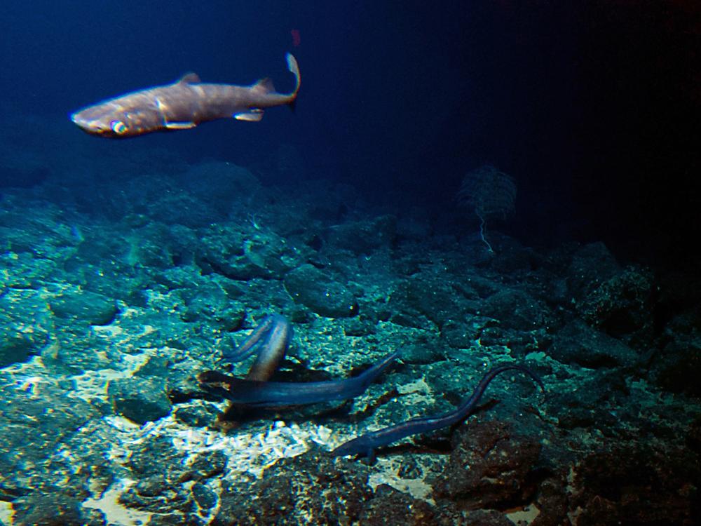 A deep sea shark and several eels are attracted to bait placed at the summit of the Cook seamount, as seen from the Pisces V submersible during a dive to the previously unexplored seamount off the coast of Hawaii's Big Island on Sept. 6, 2016.