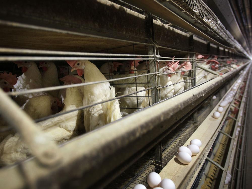 Chickens stand in their cages at a farm in 2009, near Stuart, Iowa. Millions of chickens have been culled in Iowa, Colorado and other states since 2022 in response to the current H5N1 bird flu outbreak.