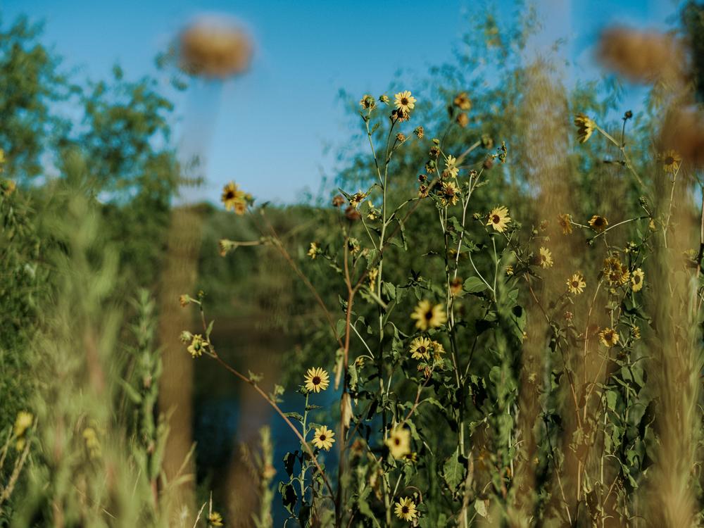 Sunflowers flourish near a Dos Rios oak grove.
