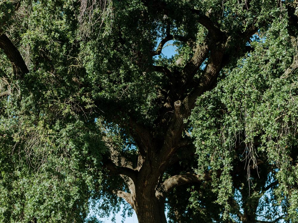 A centuries-old oak tree bears white rings that indicate how high floodwaters rose last spring.
