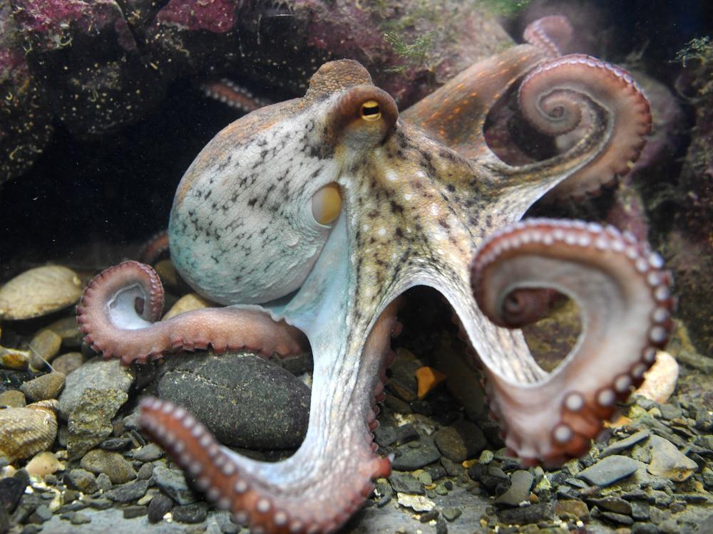 A bipartisan bill seeks to ban octopus farming in the U.S., outlawing a practice that has drawn controversy in Spain. Here, an octopus is seen at the Oceanopolis sea center in Brest, western France. 