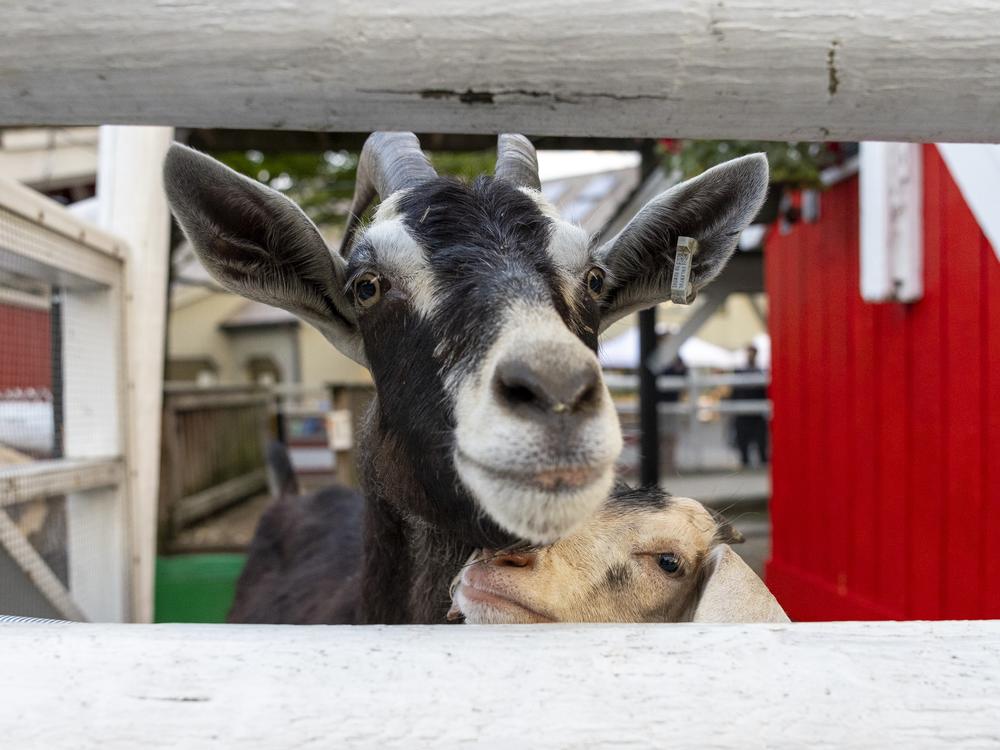 Goats canoodle at the petting zoo at Stew Leonard’s.