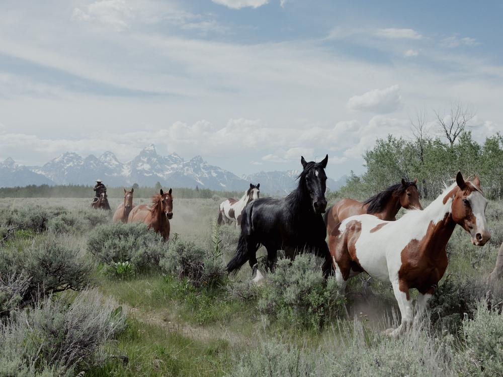  A half dozen horses run through sagebrush with the Grand Teton mountains in the background.