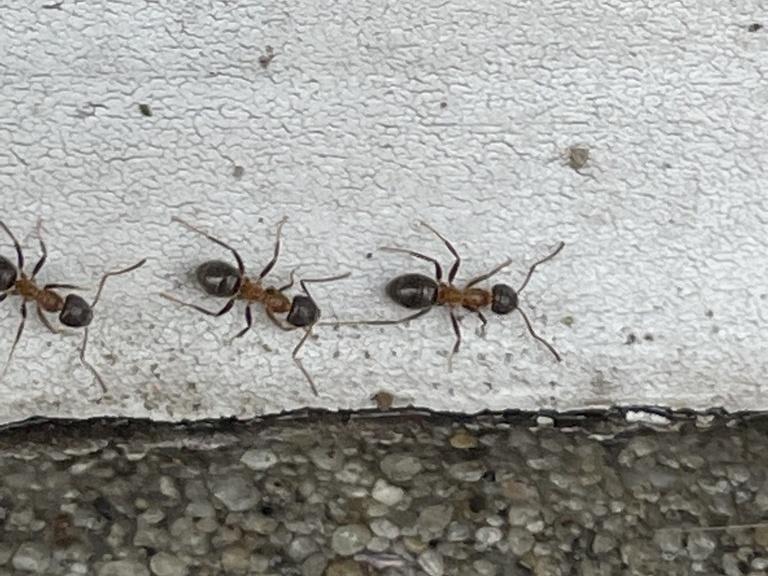  Unlike most other ants that prefer sticking to cozy places like decaying leaves or logs, the ManhattAnt seems comfortable out on busy sidewalks.