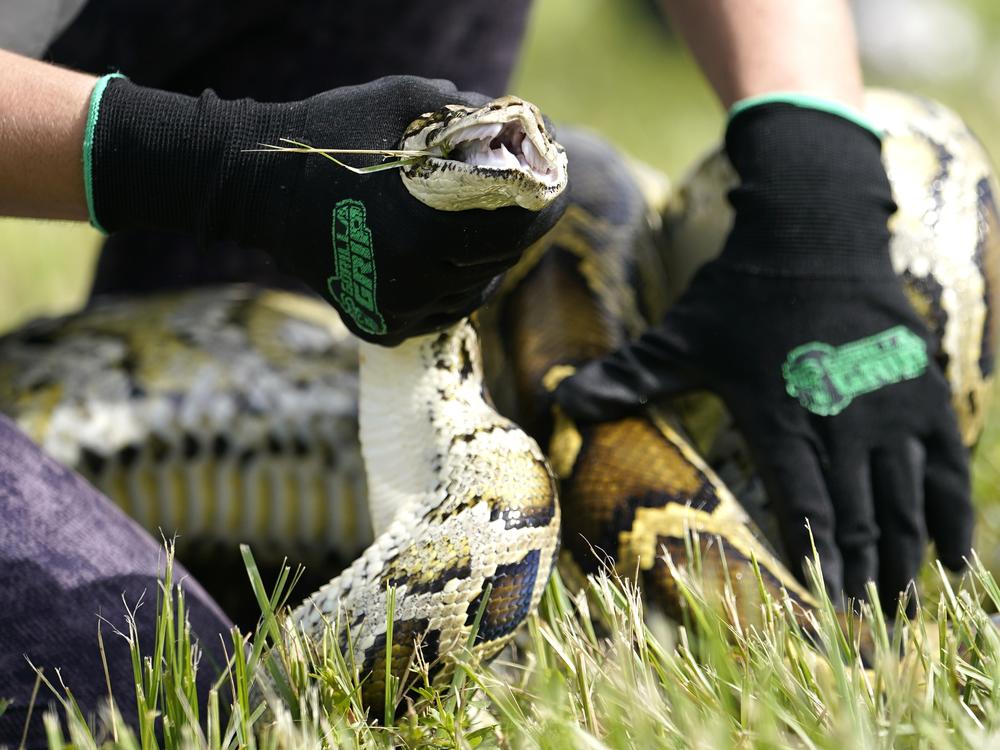 A Burmese python is held during a safe capture demonstration at a media event for the 2022 Florida Python Challenge on June 16, 2022, in Miami.