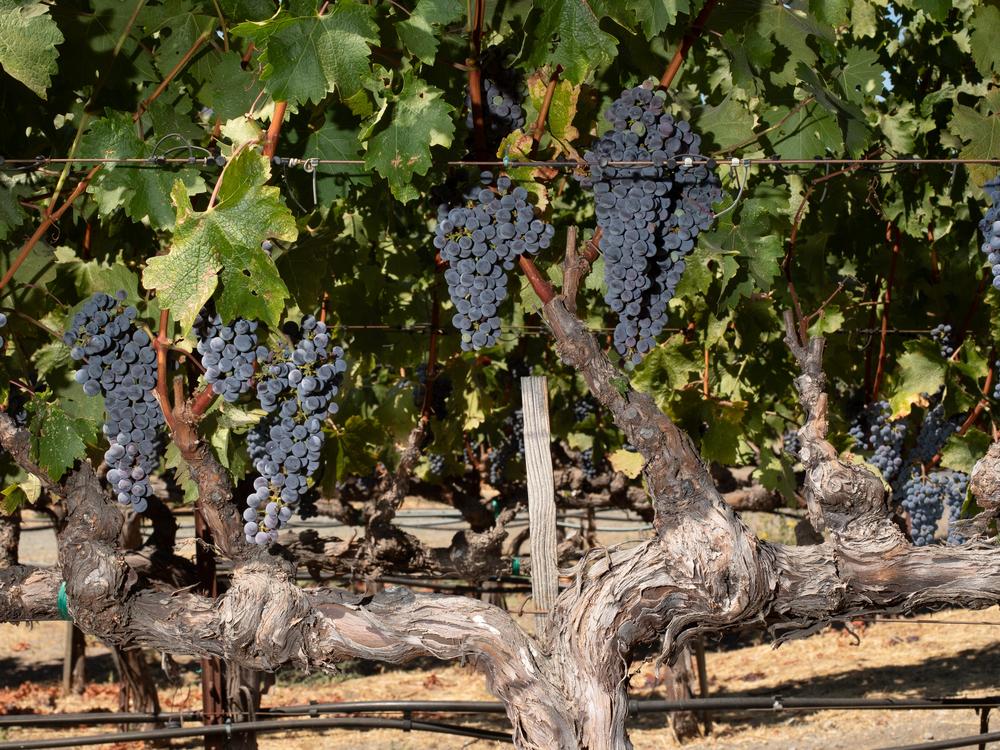 Late-summer heat waves are threatening Napa Valley's famed cabernet grapes, which produce some of the United States' most expensive wines. To survive in a hotter climate, winemakers are realizing they'll need to adapt.