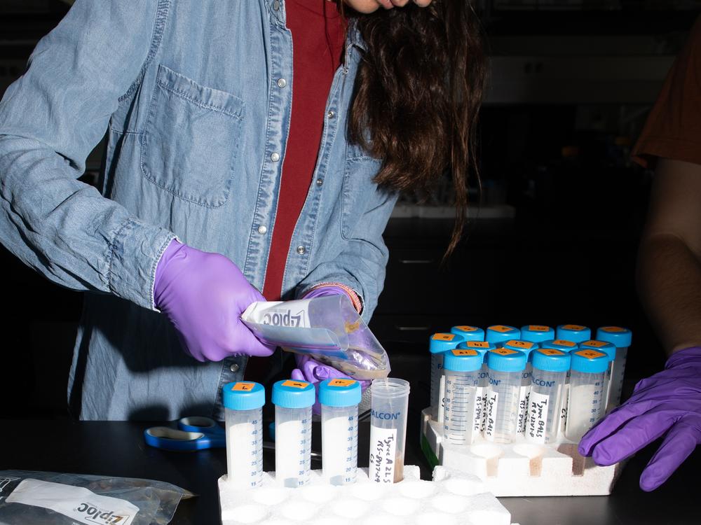 UC Davis research associate Martina Galeano prepares grape samples. Wine grapes need heat for ripening, but too much heat can break down some of the crucial compounds for wine flavor and color.