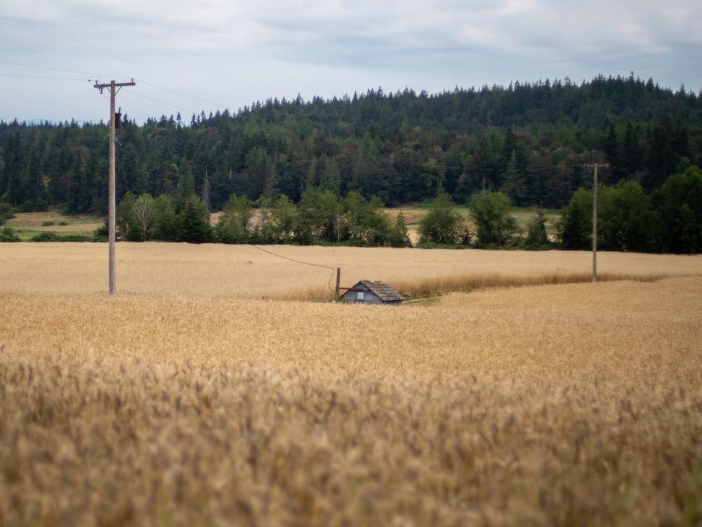 Fields of grain are seen at dusk in Chimacum, Wash. 