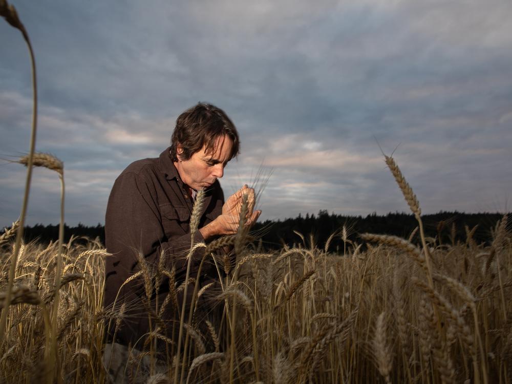 Keith Kisler inspects a field of wheat at his Finnriver Farm & Cidery in Chimacum, Wash., in a narrow, lush valley on the Olympic Peninsula. 