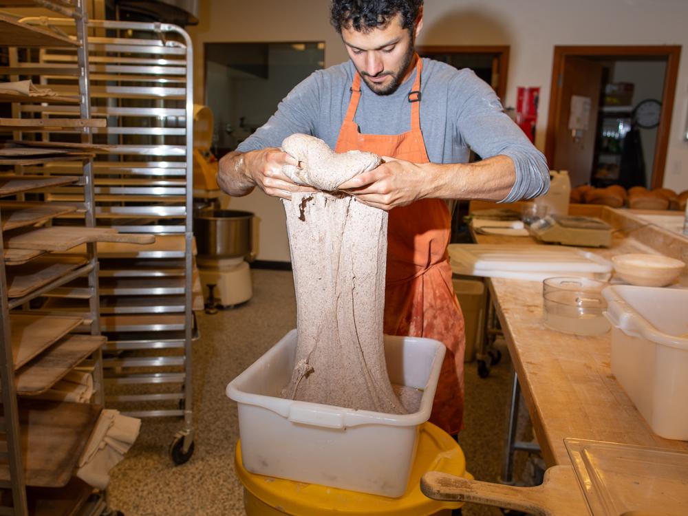 Robin Morgan stretches whole wheat bread dough at WSU's Bread Lab. 