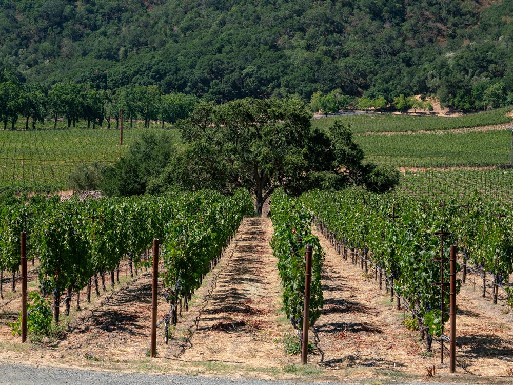 To keep producing high-quality cabernets, Napa Valley winemakers may need to blend them with other grapes to balance out the effects of heat. But wines labeled as blends, instead of cabernet, often sell at lower prices.