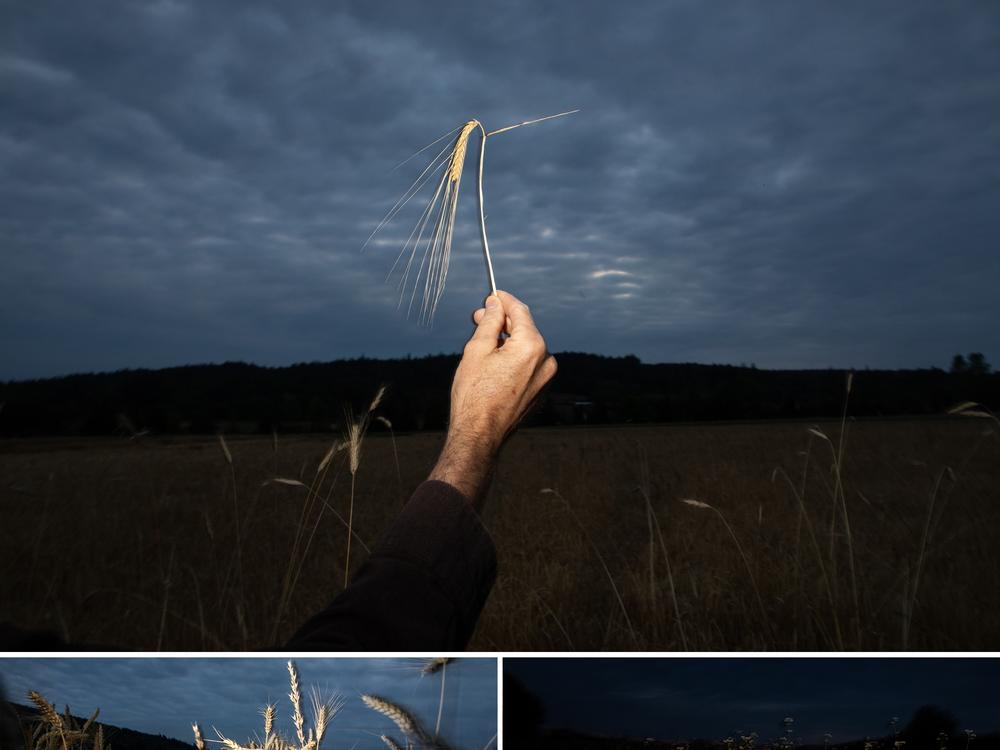 Fourteen different grains are grown on Finnriver Farm & Cidery's 150 acres, including (clockwise from top) barley, buckwheat and a hard white wheat produced by the Breadlab called Aslaug. The varieties they grow have withstood extreme weather in recent years, from record-breaking heat to extreme precipitation.