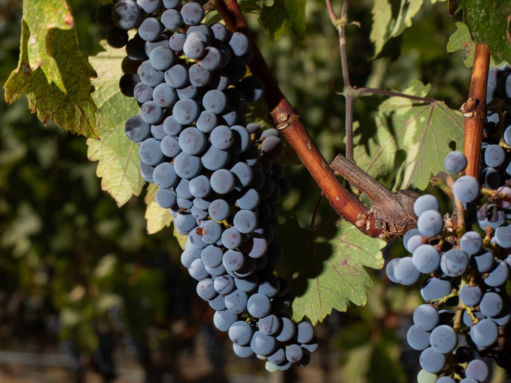 Winemaker Elias Fernandez is installing new technology at Shafer Vineyards in Napa Valley to combat heat waves.