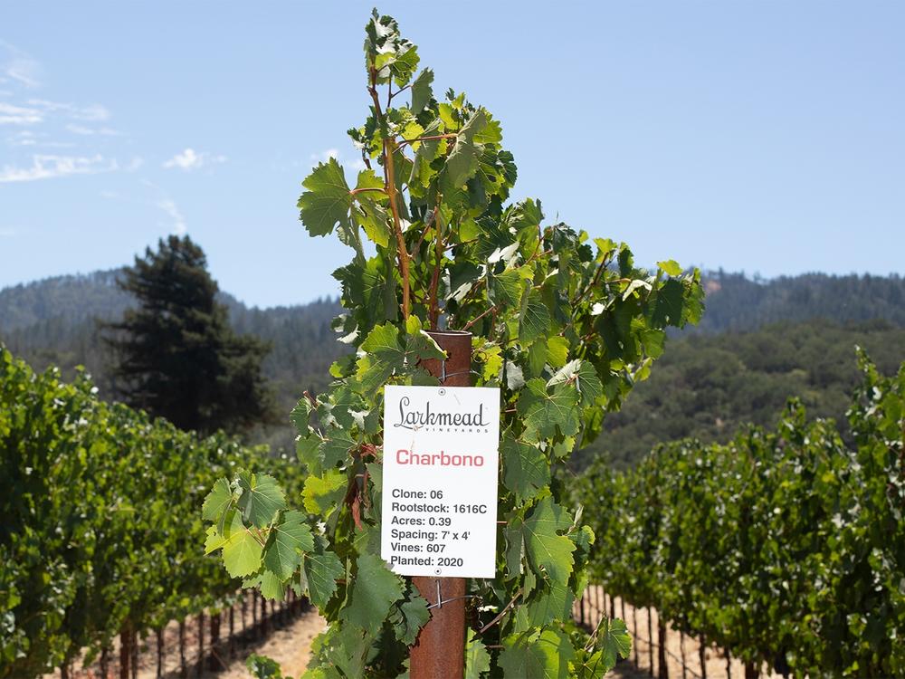 Winemaker Avery Heelan is growing several rare grape varieties at Larkmead Vineyards in Napa Valley, in the hope that they'll blend well with cabernet grapes as temperatures get hotter.